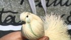 Пензенцев научили мастерить птиц из разноцветной пряжи