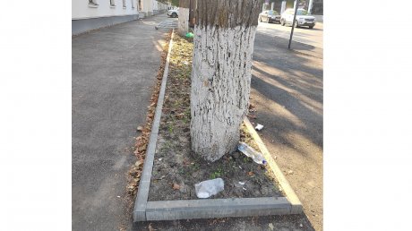 Закатали в асфальт: на ул. Лермонтова начали погибать деревья