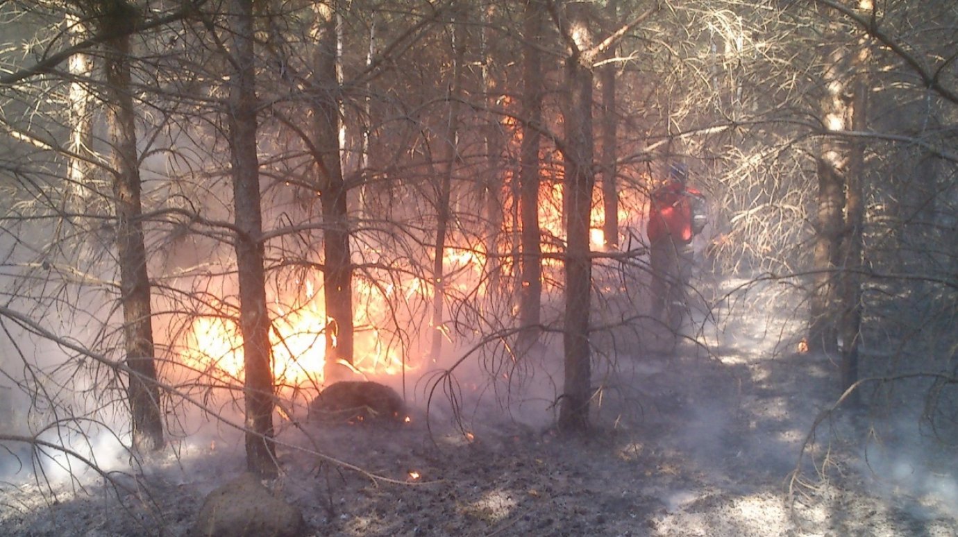В Пензенской области за сезон потушено 12 лесных пожаров