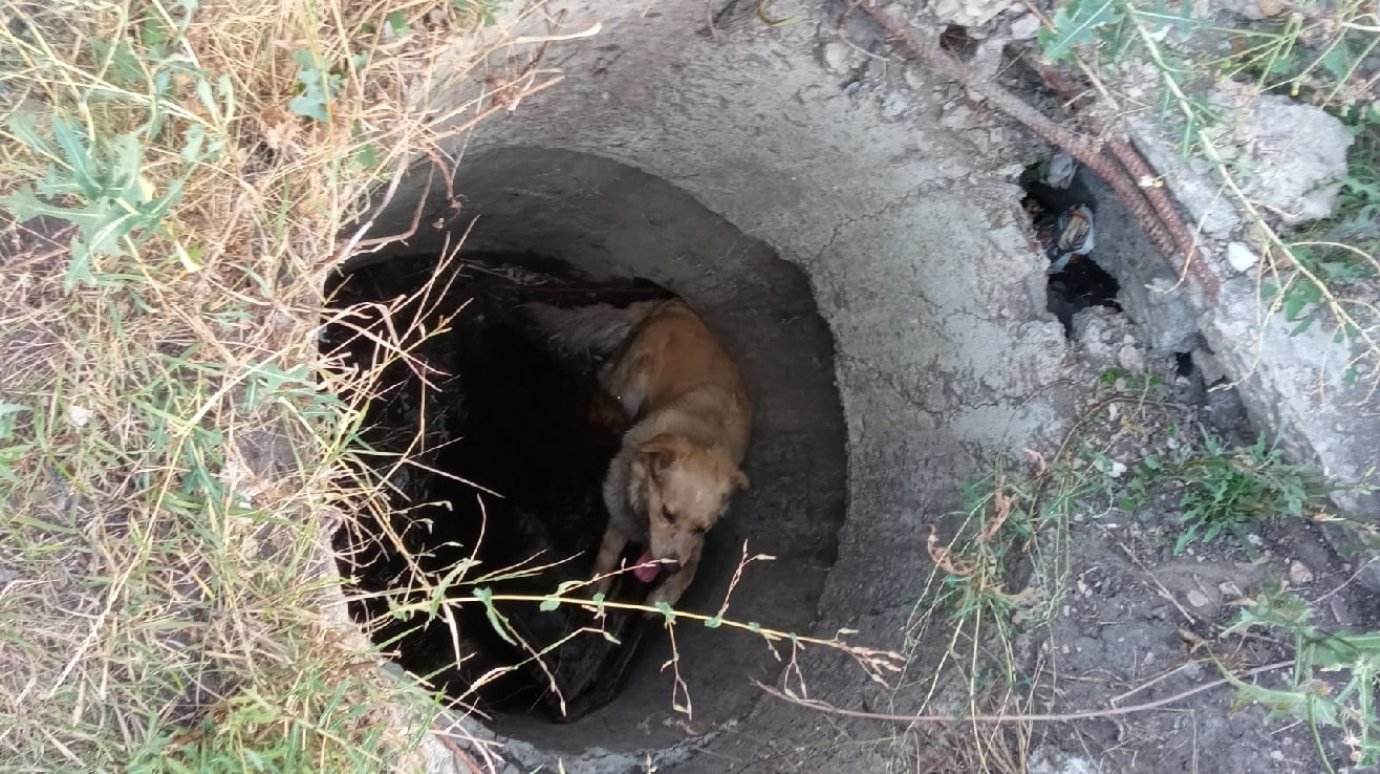 В Пензе собака упала в открытый бетонный колодец