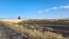 В Белинском районе сгорела пшеница на трех гектарах поля