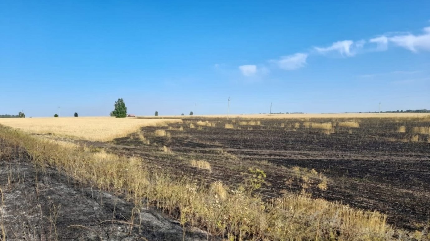 В Белинском районе сгорела пшеница на трех гектарах поля