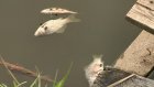 На пруду в Бессоновском районе случилась массовая гибель рыбы