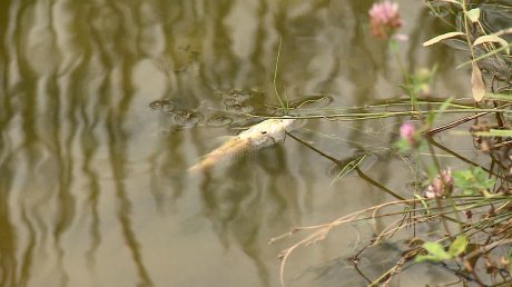 На пруду в Бессоновском районе случилась массовая гибель рыбы