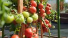 Крупные плоды и большой урожай: эксперт раскрыл секрет, как удивить соседей томатами