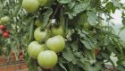 Помогаем дозреть помидорам в теплице с помощью обычных яблок