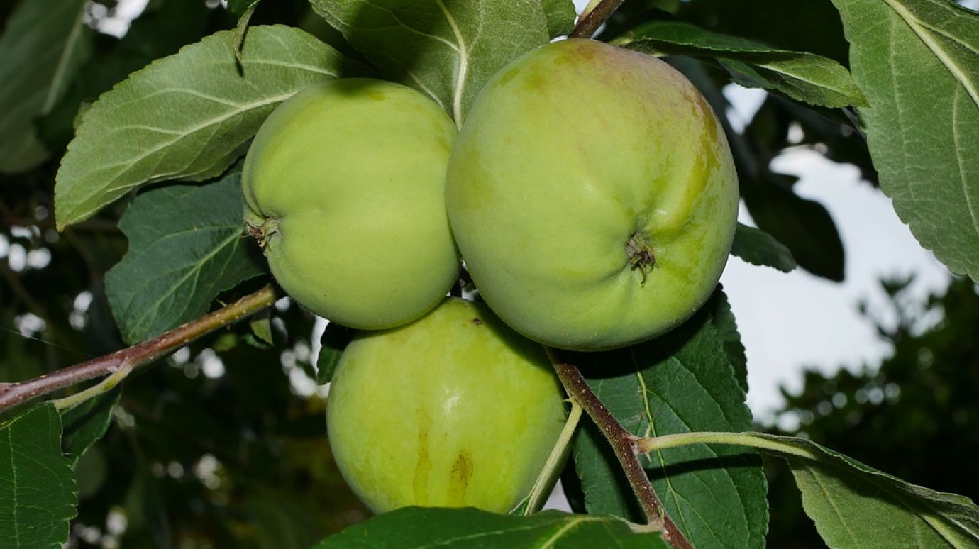 Озвучена средняя цена на яблоки в Пензенской области