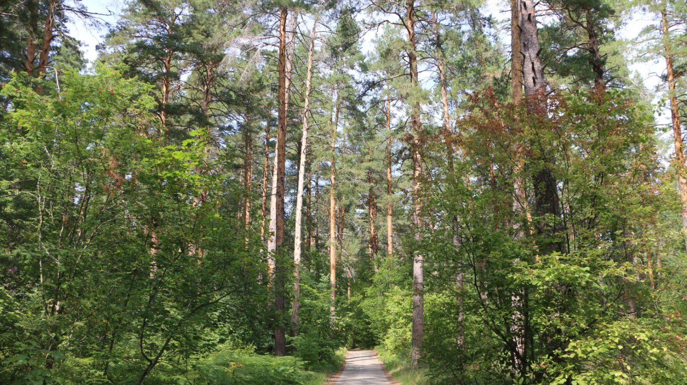В Пензенской области ограничили вход и въезд в леса