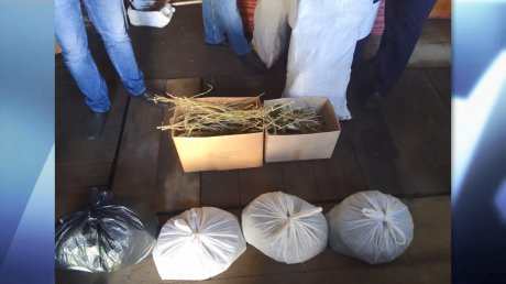 Полицейские нашли урожай конопли на даче у пензенца