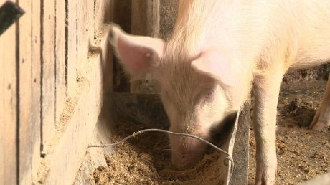 В Пензенской области выявлена африканская чума свиней
