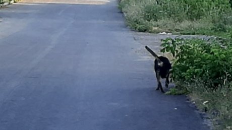 В Пензе спасли собаку, упавшую в технологический колодец