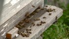 Понесшим убытки пчеловодам из Липовки заплатили