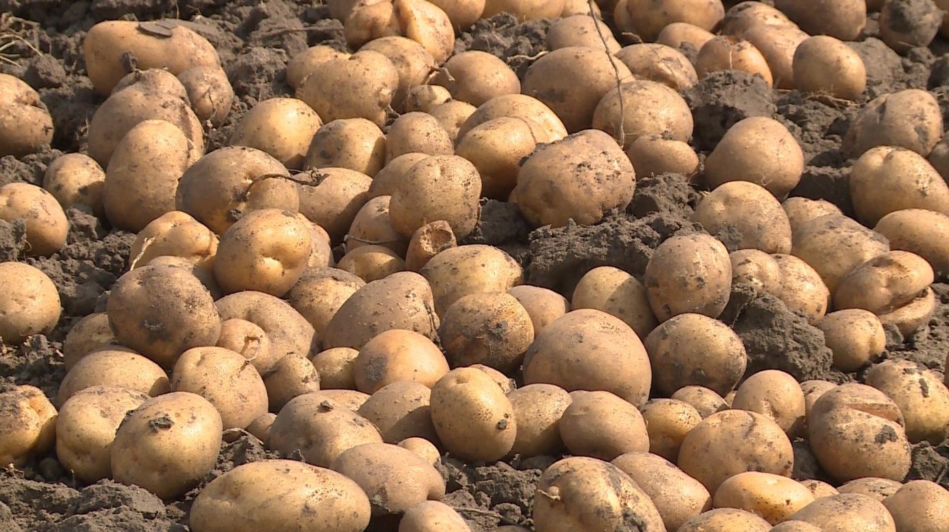 На пензенских дачах приступили к сбору картофеля
