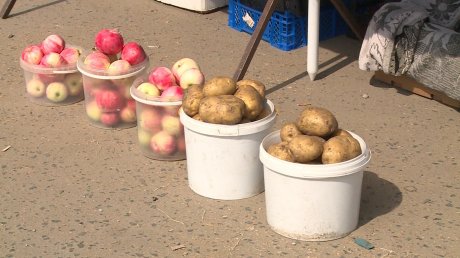 На пензенских дачах приступили к сбору картофеля