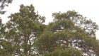 Жителям Пензенской области предложили сохранить лес