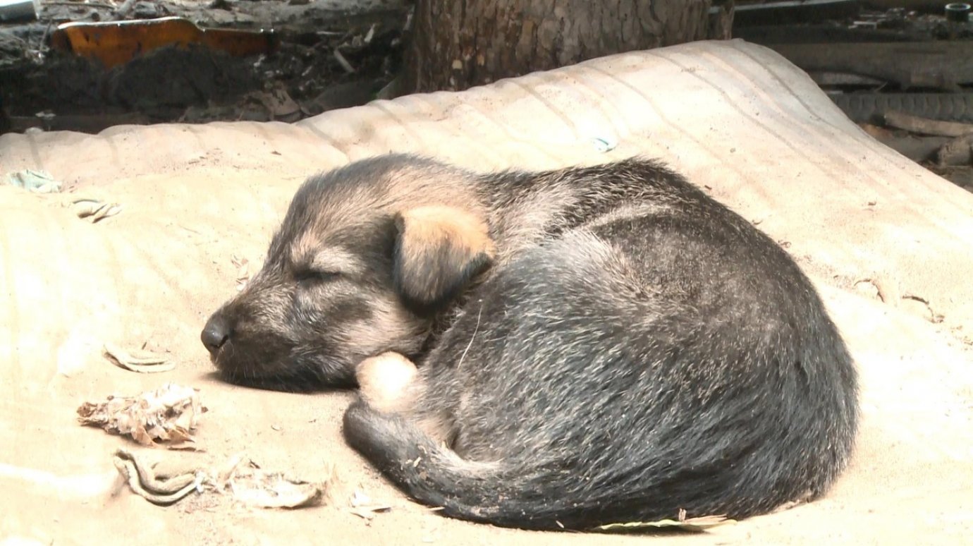 В Пензенском районе появится приют для бездомных собак