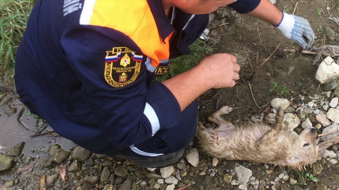 Пензенские спасатели достали упавшего в колодец щенка