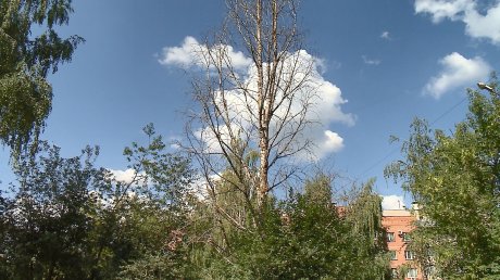 Мертвое дерево на проспекте Строителей может упасть на людей