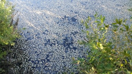 В пруду в Белинском районе зафиксировали массовую гибель рыбы