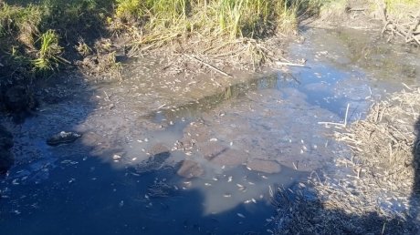В пруду в Белинском районе зафиксировали массовую гибель рыбы