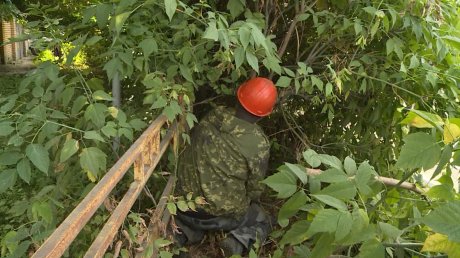 В Пензе начали убирать густые заросли от дорожных знаков