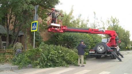 В Пензе начали убирать густые заросли от дорожных знаков