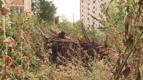Брошенные ветки на Минской улице заросли высокой травой