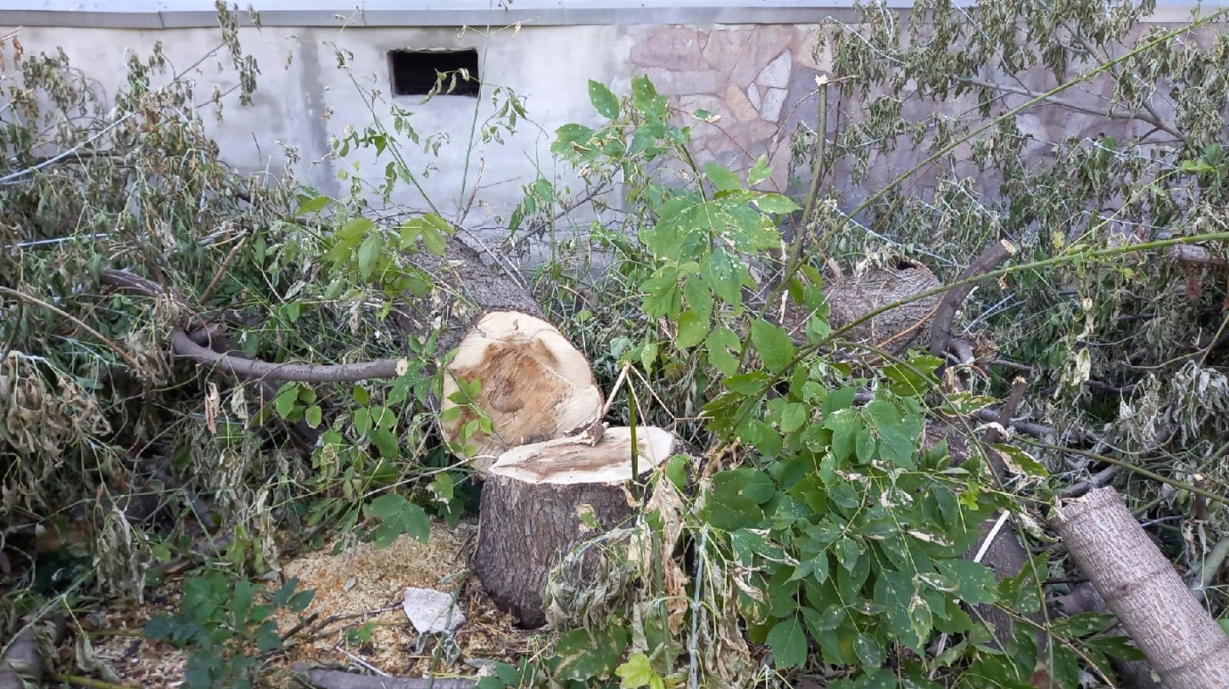 В Пензе после сноса старого дерева газон завалили «хворостом»