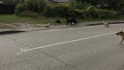 В Ахунах выставленные к дороге пакеты с мусором привлекают псов