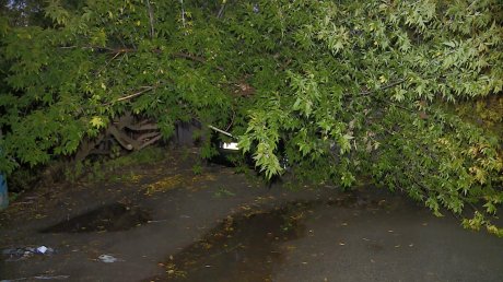 Во 2-м Свердловском проезде на машину рухнуло дерево
