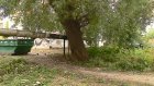 На ул. Новый Кавказ сразу несколько деревьев угрожают теплотрассе