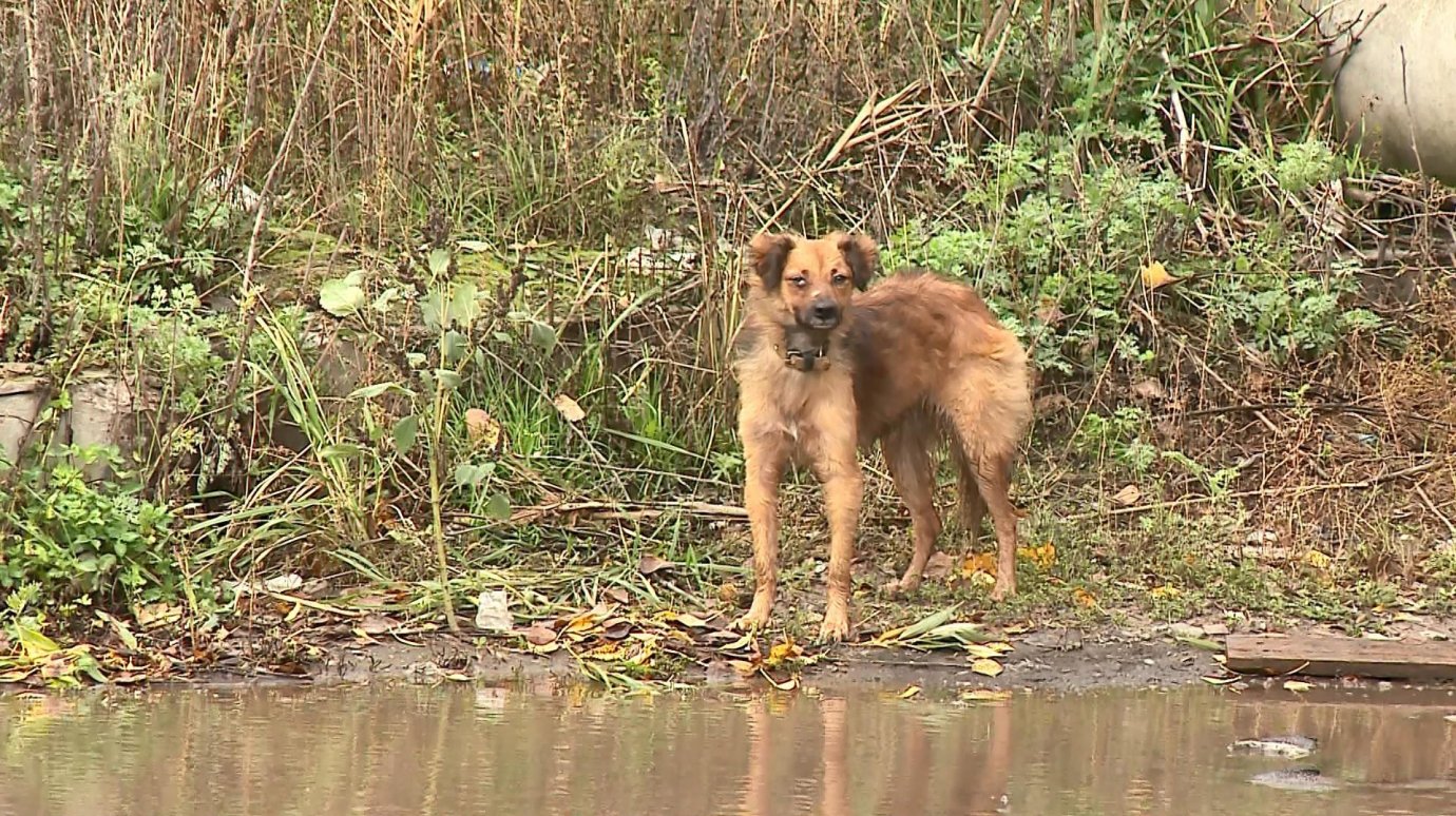 В Кузнецке решили фотографировать владельцев собак с улиц