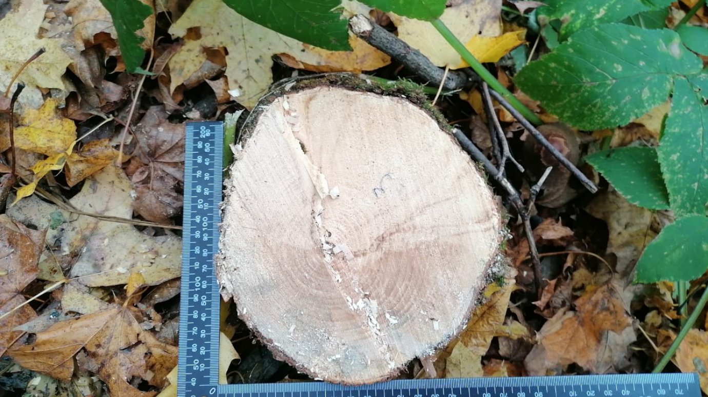 В Пензенской области «черного лесоруба» нашли по горячим следам