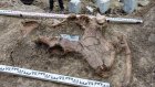 На стройплощадке в Пензе нашли останки шерстистого носорога