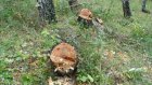 В Пензенской области браконьер срубил березы на 373 тысячи рублей