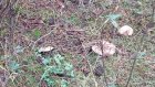 В Пензенской области пропавший грибник сам нашел дорогу из леса
