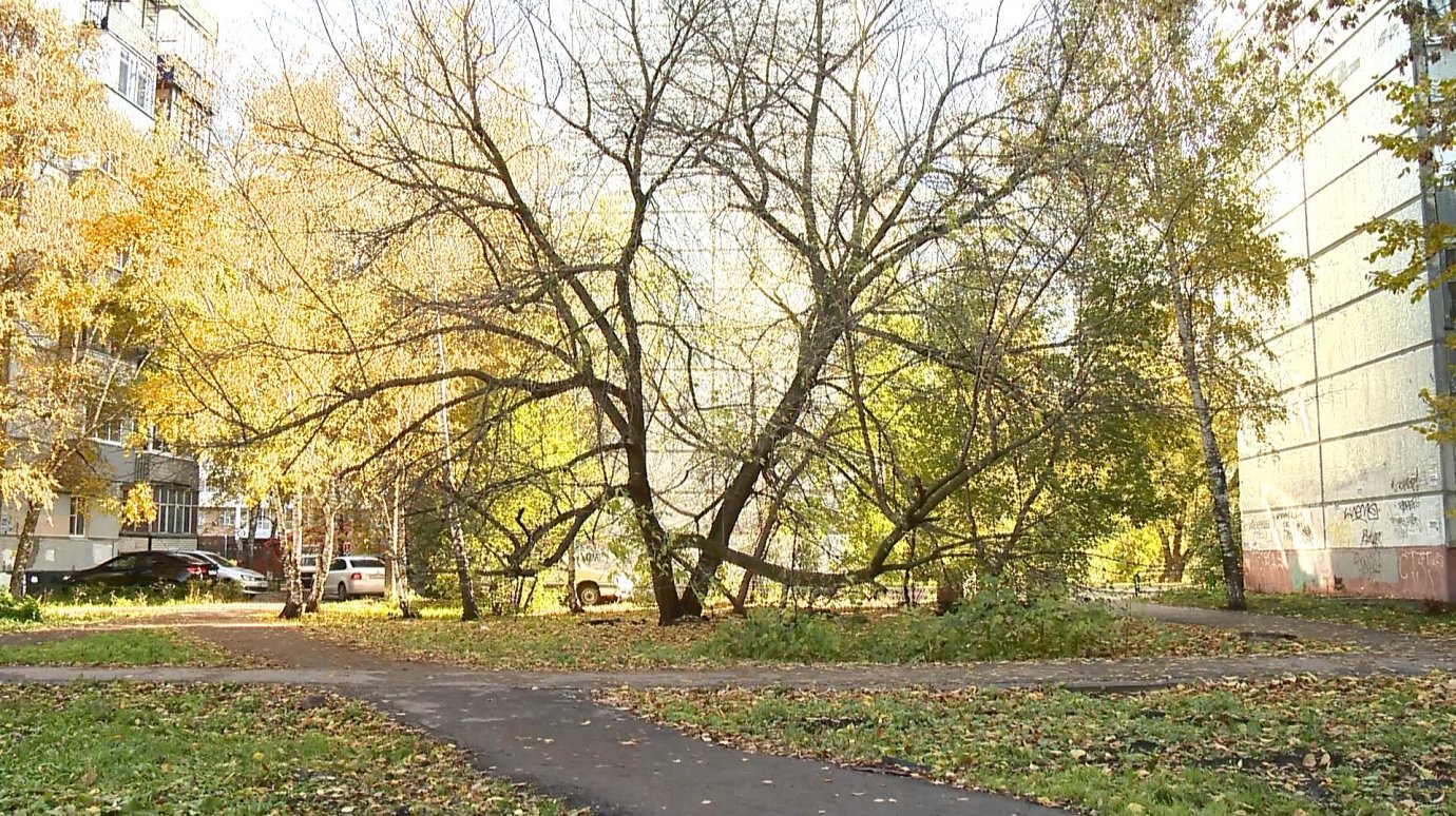 Мертвое дерево на улице Плеханова угрожает жизни людей