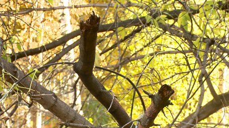 Мертвое дерево на улице Плеханова угрожает жизни людей