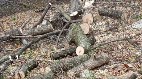 В Пензе после критики убрали свалку и опасное дерево