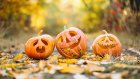 31 октября - Хеллоуин, День городов и праздник сурдопереводчиков