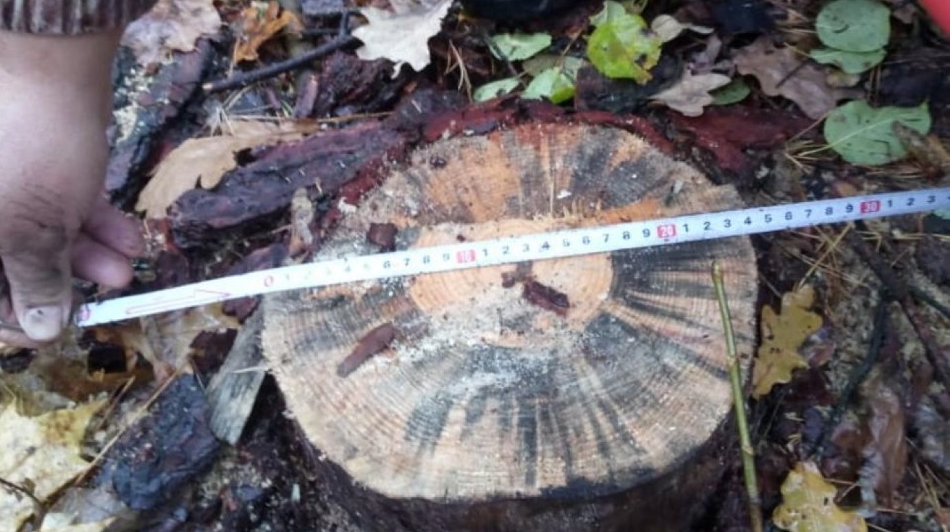 В Пензенской области выявлена еще одна незаконная рубка деревьев