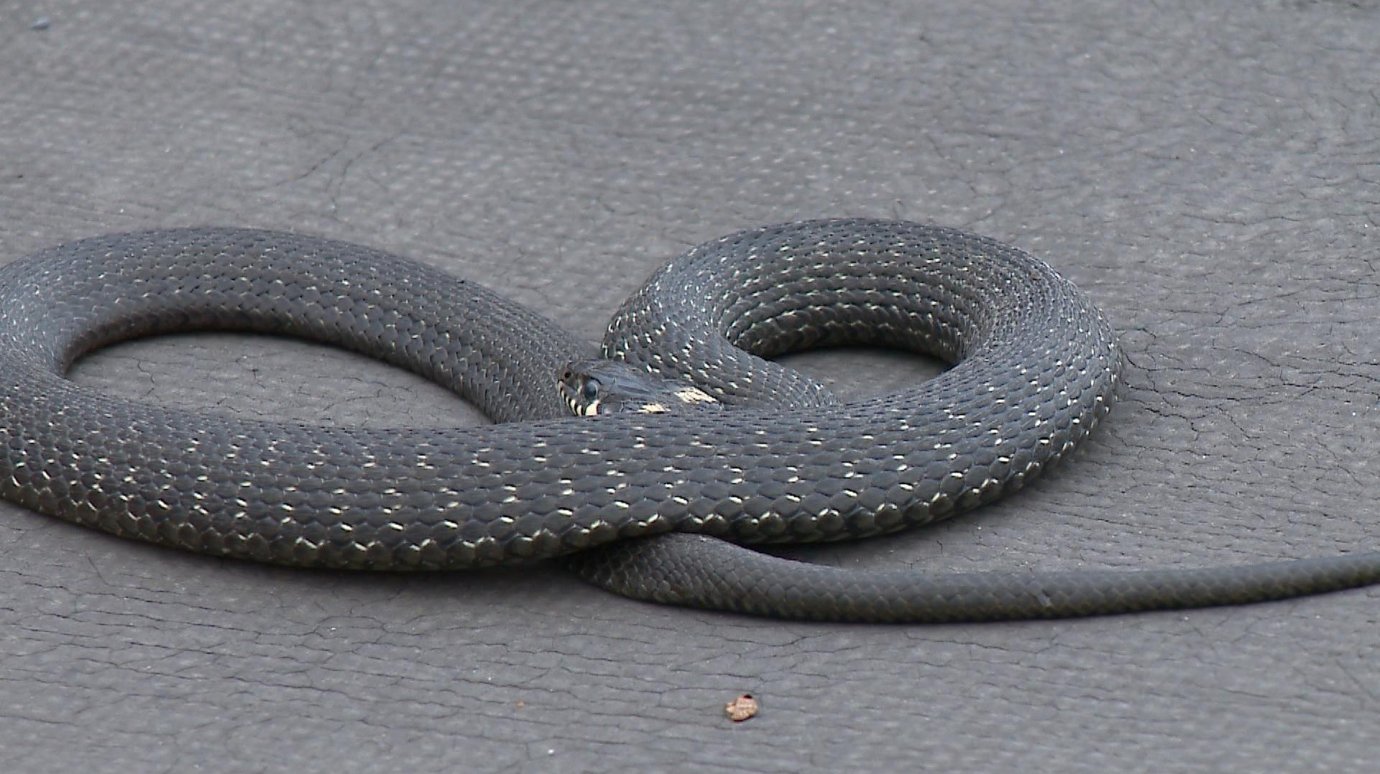 Обнаруженная на крыше гаража змея попортила нервы пензенцу
