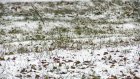В Пензе любителей зимних видов спорта порадовал выпавший снег