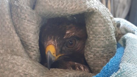 В Пензе спасли от гибели орла-карлика - краснокнижную птицу
