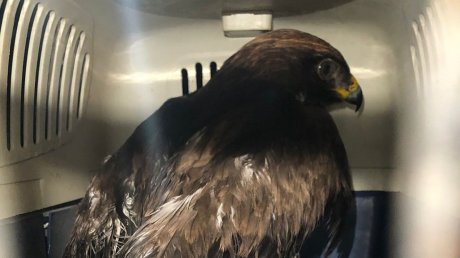 В Пензе спасли от гибели орла-карлика - краснокнижную птицу
