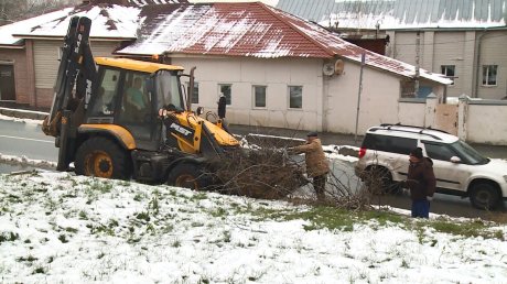 Жители дома на Кураева спустя год дождались опиловки деревьев