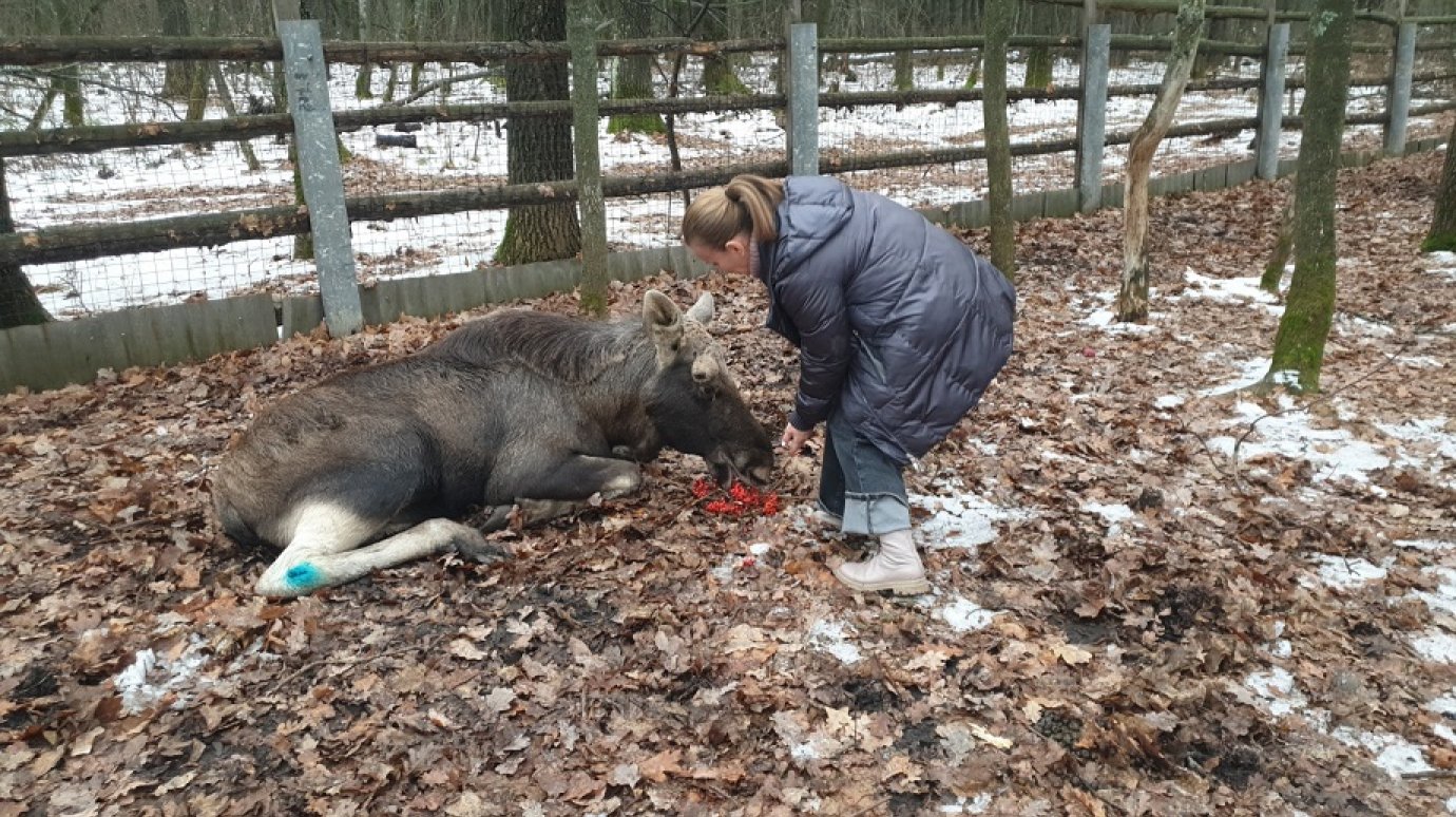 В Пензенской области спасли раненого молодого лося