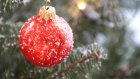 Россиянам дали совет по выбору новогодней елки