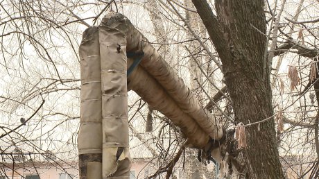 Жители домов на Титова могут лишиться отопления из-за ясеня