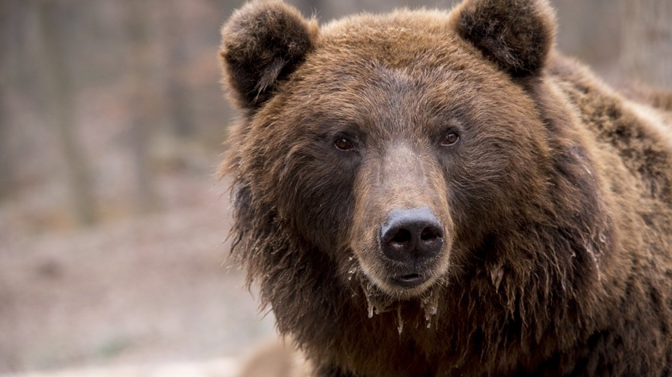 Медведи живут бок о бок с пензенцами уже четыре года